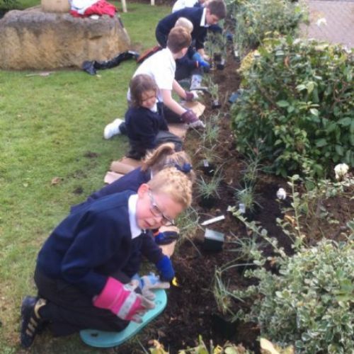 Carnation Planting.JPG